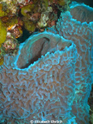 Iridescent Coral by Elizabeth Ehrlich 
